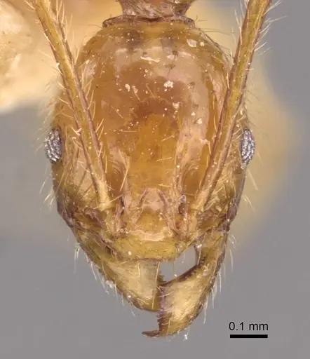 Pheidole roberti specimen CASENT0907946 image casent0907946_2