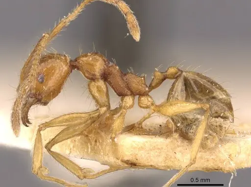 Pheidole roberti specimen CASENT0907946 image casent0907946_3