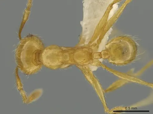Pheidole rochai specimen CASENT0645828 image casent0645828_1