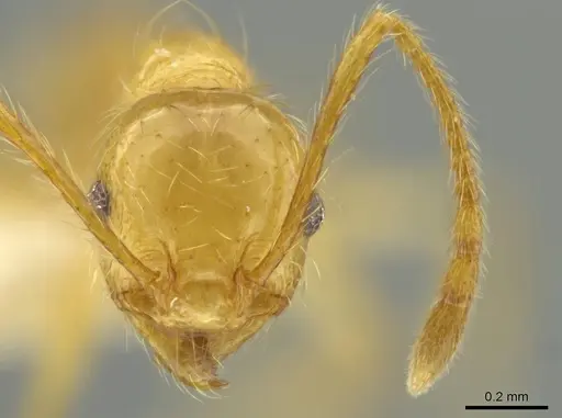 Pheidole rochai specimen CASENT0645828 image casent0645828_2