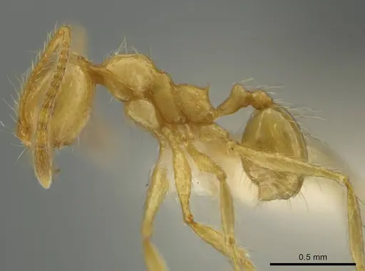 Pheidole rochai specimen CASENT0645828 image casent0645828_3