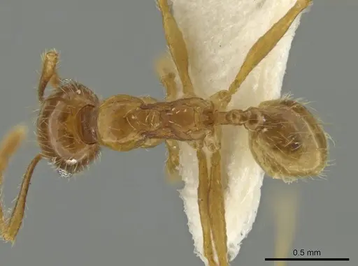 Pheidole rochai specimen CASENT0645891 image casent0645891_1