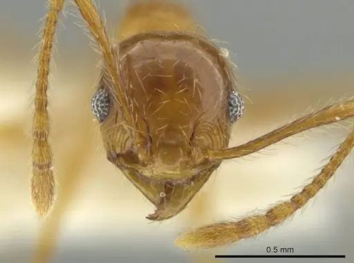 Pheidole rochai specimen CASENT0645891 image casent0645891_2