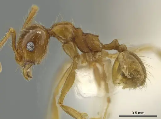 Pheidole rochai specimen CASENT0645891 image casent0645891_3