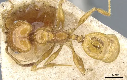 Pheidole rochai specimen CASENT0904392 image casent0904392_1
