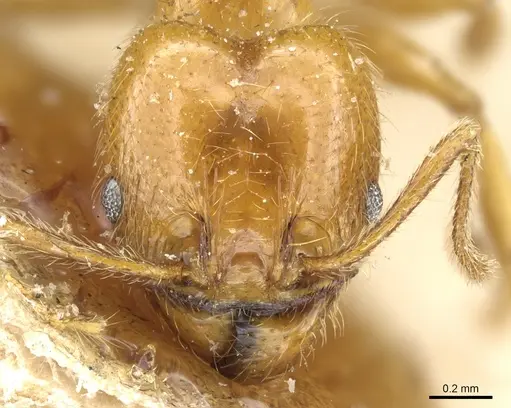Pheidole rochai specimen CASENT0904392 image casent0904392_2