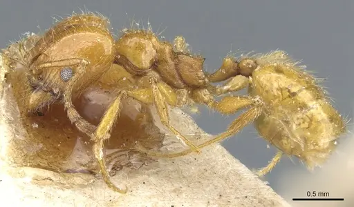 Pheidole rochai specimen CASENT0904392 image casent0904392_3
