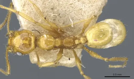 Pheidole rochai specimen CASENT0904393 image casent0904393_1