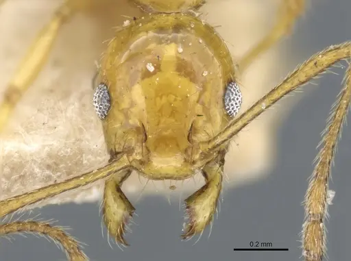 Pheidole rochai specimen CASENT0904393 image casent0904393_2