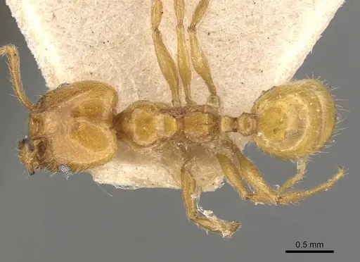 Pheidole rochai specimen CASENT0908224 image casent0908224_1