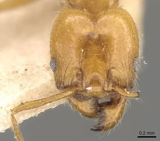 Pheidole rochai specimen CASENT0908224 image casent0908224_2