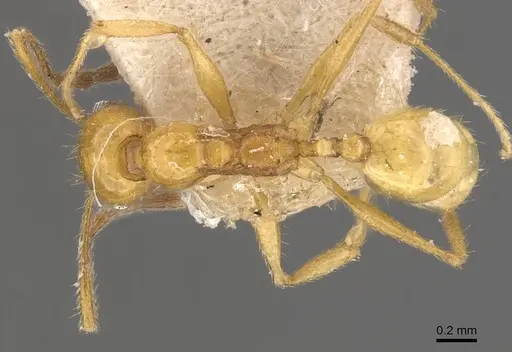 Pheidole rochai specimen CASENT0908225 image casent0908225_1