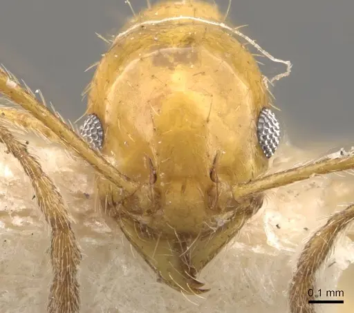 Pheidole rochai specimen CASENT0908225 image casent0908225_2