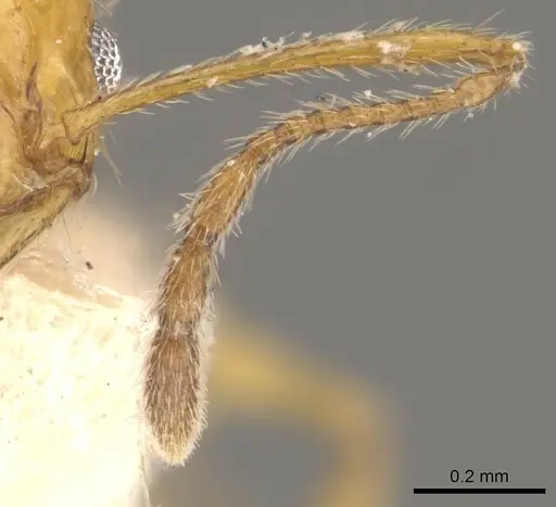 Pheidole rochai specimen CASENT0908225 image casent0908225_3