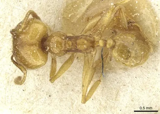 Pheidole rochai specimen CASENT0913344 image casent0913344_1