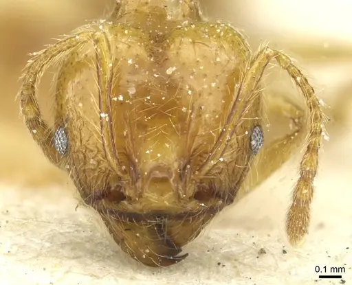 Pheidole rochai specimen CASENT0913344 image casent0913344_2