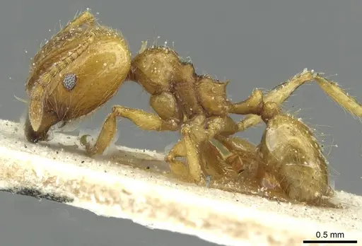 Pheidole rochai specimen CASENT0913344 image casent0913344_3