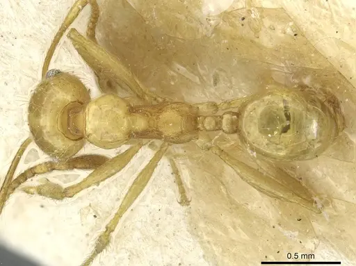 Pheidole rochai specimen CASENT0913345 image casent0913345_1