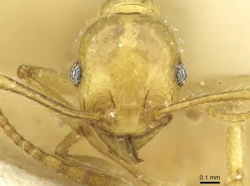 Pheidole rochai specimen CASENT0913345 image casent0913345_2