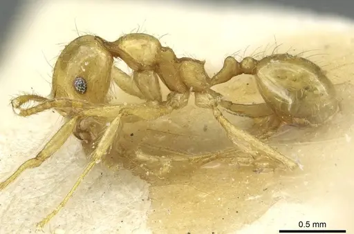 Pheidole rochai specimen CASENT0913345 image casent0913345_3