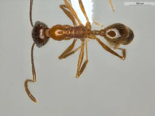 Pheidole rochai specimen ECOFOG-MI15-0402-08 image ecofog-mi15-0402-08_1