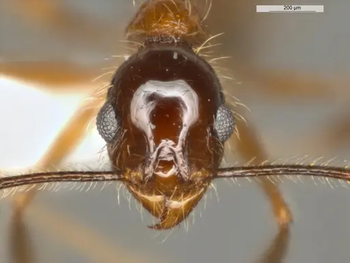 Pheidole rochai specimen ECOFOG-MI15-0402-08 image ecofog-mi15-0402-08_2