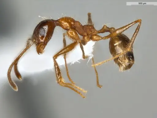 Pheidole rochai specimen ECOFOG-MI15-0402-08 image ecofog-mi15-0402-08_3
