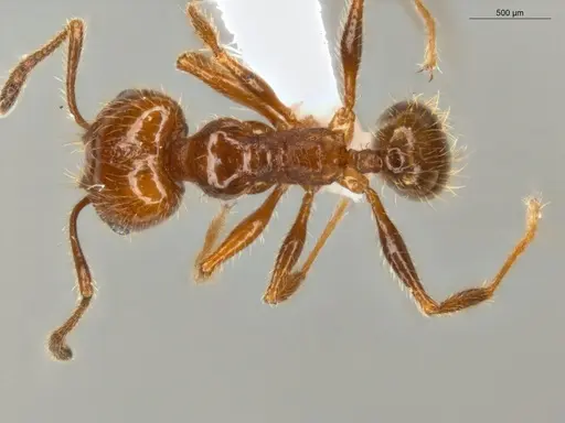 Pheidole rochai specimen ECOFOG-PAT19-0015-02-S image ecofog-pat19-0015-02-s_1