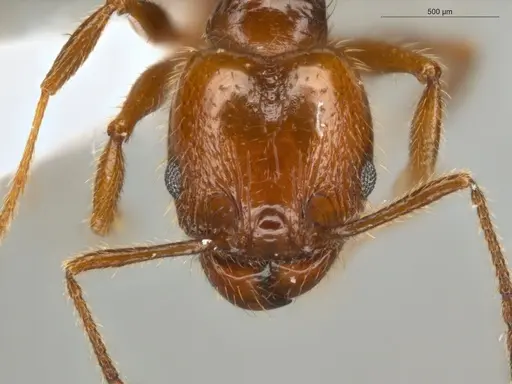 Pheidole rochai specimen ECOFOG-PAT19-0015-02-S image ecofog-pat19-0015-02-s_2