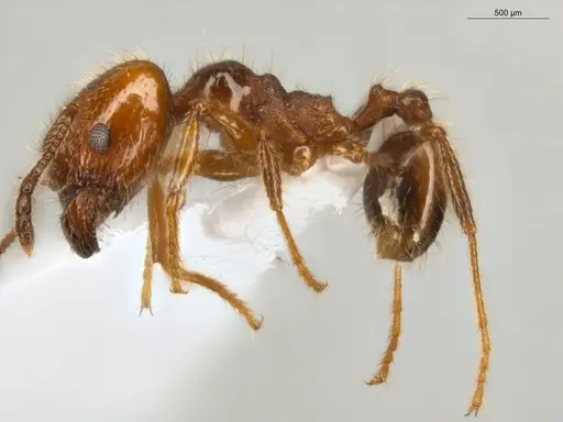 Pheidole rochai specimen ECOFOG-PAT19-0015-02-S image ecofog-pat19-0015-02-s_3