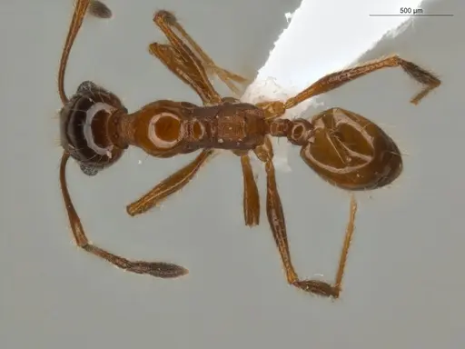 Pheidole rochai specimen ECOFOG-PAT19-0015-02 image ecofog-pat19-0015-02_1