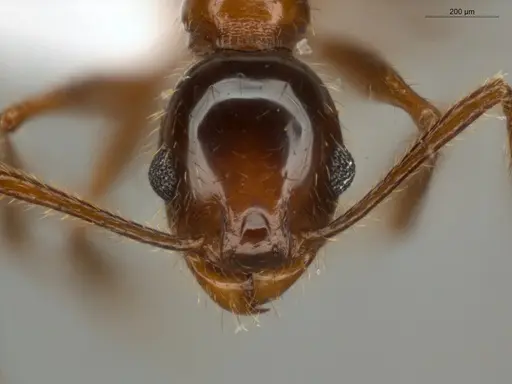 Pheidole rochai specimen ECOFOG-PAT19-0015-02 image ecofog-pat19-0015-02_2