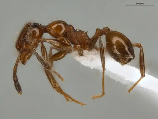 Pheidole rochai specimen ECOFOG-PAT19-0015-02 image ecofog-pat19-0015-02_3
