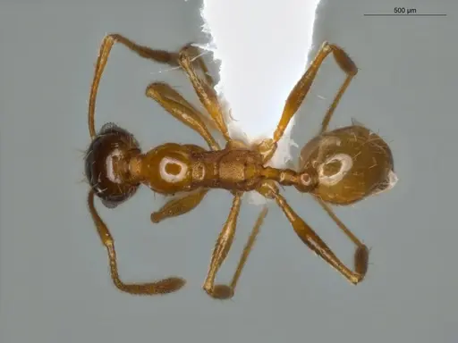 Pheidole rochai specimen ECOFOG-SG17-0048-07 image ecofog-sg17-0048-07_1