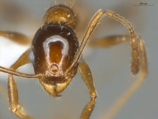 Pheidole rochai specimen ECOFOG-SG17-0048-07 image ecofog-sg17-0048-07_2