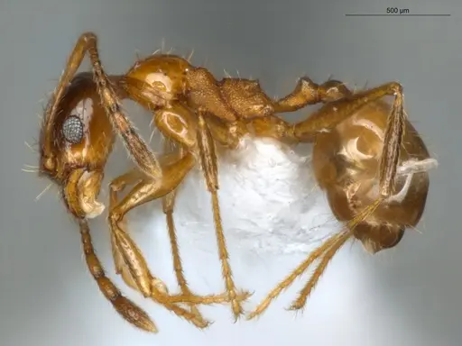 Pheidole rochai specimen ECOFOG-SG17-0048-07 image ecofog-sg17-0048-07_3