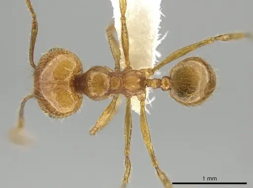 Pheidole rochai specimen JTLC000015209 image jtlc000015209_1