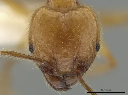 Pheidole rochai specimen JTLC000015209 image jtlc000015209_2