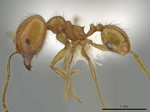 Pheidole rochai specimen JTLC000015209 image jtlc000015209_3