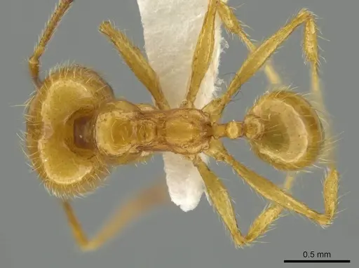 Pheidole rochai specimen JTLC000016453 image jtlc000016453_1