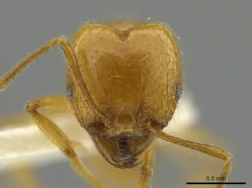 Pheidole rochai specimen JTLC000016453 image jtlc000016453_2