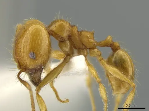 Pheidole rochai specimen JTLC000016453 image jtlc000016453_3