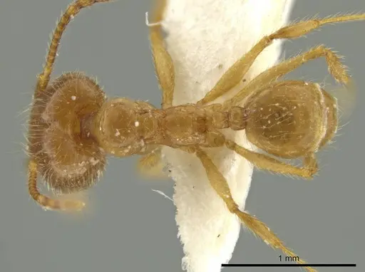 Pheidole rochai specimen JTLC000016570 image jtlc000016570_1