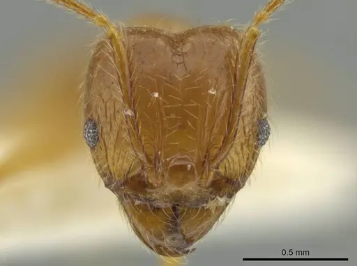 Pheidole rochai specimen JTLC000016570 image jtlc000016570_2