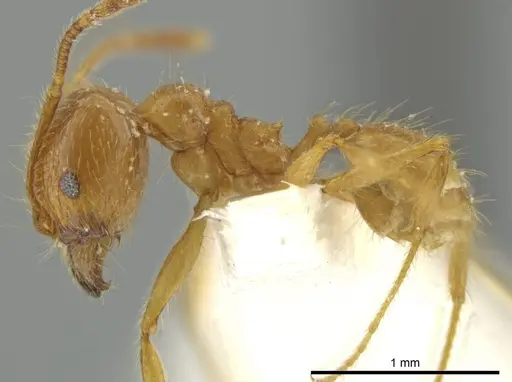 Pheidole rochai specimen JTLC000016570 image jtlc000016570_3