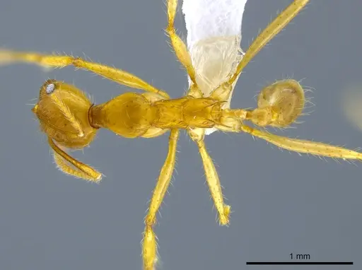 Pheidole rogeri specimen CASENT0628124 image casent0628124_1