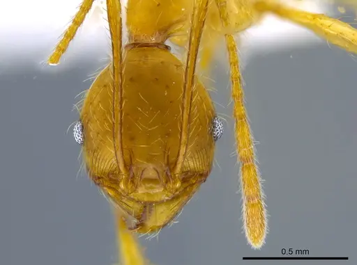 Pheidole rogeri specimen CASENT0628124 image casent0628124_2