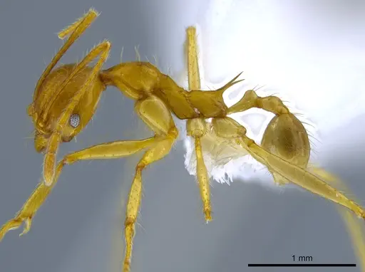 Pheidole rogeri specimen CASENT0628124 image casent0628124_3