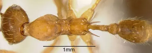 Pheidole rogeri specimen CASENT0635519 image casent0635519_1