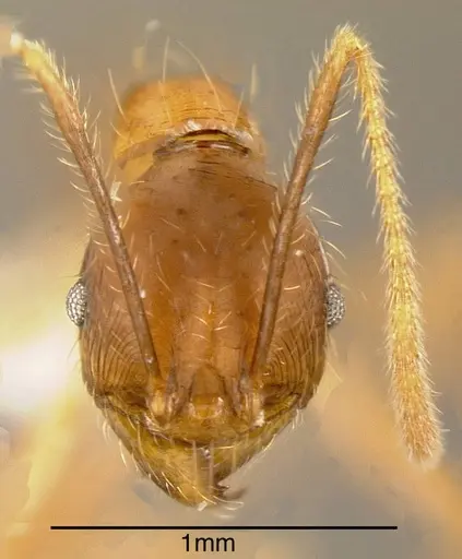 Pheidole rogeri specimen CASENT0635519 image casent0635519_2
